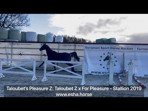 Taloubet’s Pleasure Z