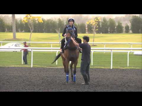 Dubai World Cup preview - Caspar Fownes