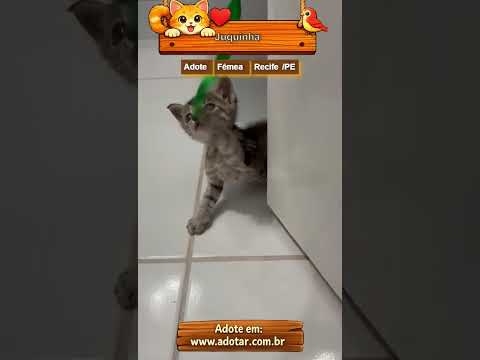 Vídeo de Juquinha