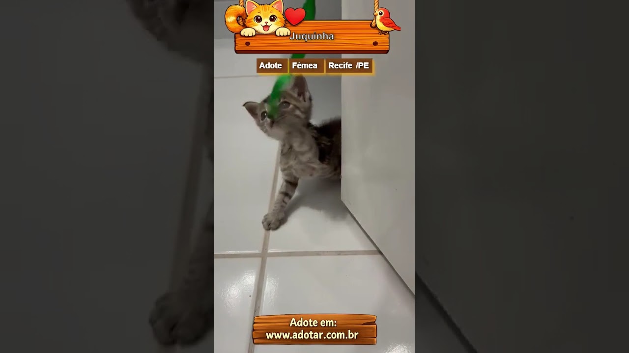 Gato raça SRD-ViraLata idade Abaixo de 2 meses nome Juquinha