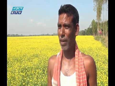 জামালপুরে সরিষার বাম্পার ফলন
