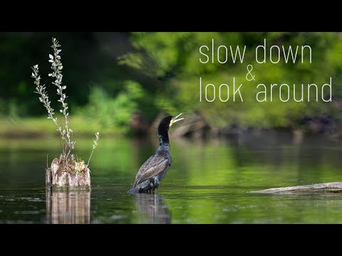 Exploring the Wildlife of Little Danube in Slovakia