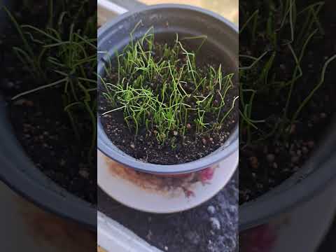 Gartenkalender 25.02.2026: Gemüseanbau-Startschuss!