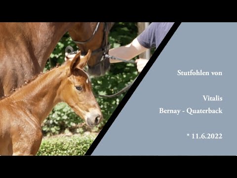 Stutfohlen von Vitalis-Bernay for Sale
