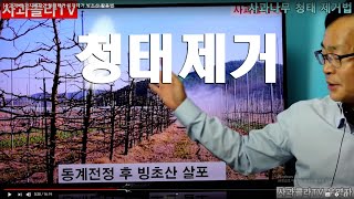 [사과재배] 가지배치와 청태제거 이끼제거.빙초산 활용법