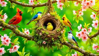 🕊️ Relaxing Piano & Birdsongs | Gentle Forest Breeze with Sweet Singing Birds