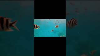 I Go Swimming Peter Gabriel