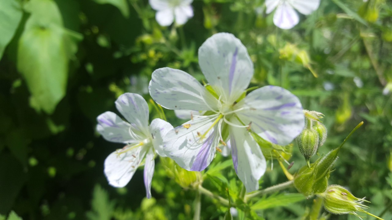 geranium pratense splish splash