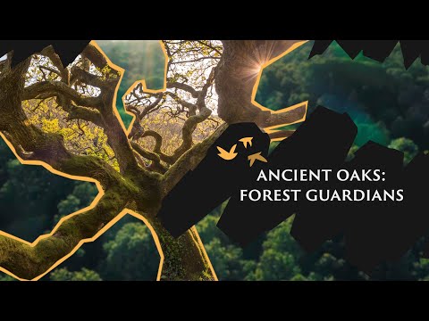 Meet our forest guardians - Ancient Oaks | Save Our Wild Isles