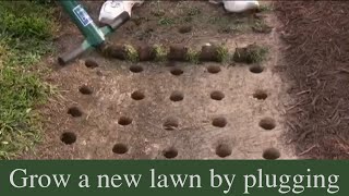 How to grow a new lawn by plugging
