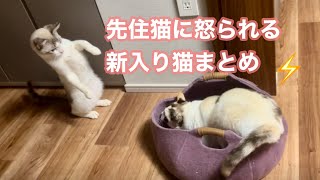 先住猫にちょっかいだして怒られる新入り猫集　(保護猫二匹目お迎え後)