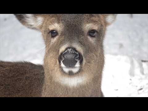 졸면서 기다리는 사슴 친구