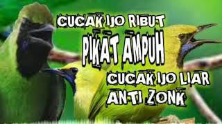 Download lagu suara pikat burung cucak ijo ribut ampuh || pikat burung cecak ijo ampuh terbukti ampuh anti zonk mp3