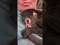 How could anyone not fall instantly in love? #baby #spidermonkey