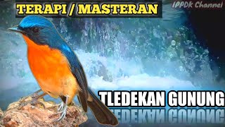 Download lagu MASTERAN TLEDEKAN /SULINGAN GUNUNG | TERAPI BURUNG TLEDEKAN DENGAN SUARA AIR mp3