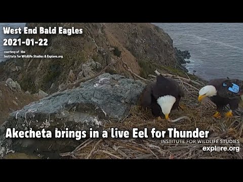 West End🦅Akecheta Brings In A Live Eel for Thunder 😋Explore.org 2021-01-22