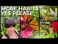 Butterfly Gardening Vlog Creating A Butterfly Paradise