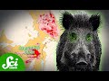 Chernobyl's Radioactive Wild Boar Paradox