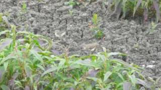 preview picture of video 'Spotted Sandpiper'
