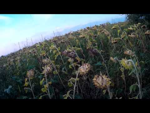 ЛОВ НА ГРИВЯК 1