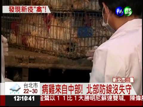 全境擴散... 禽流感入侵北台灣?