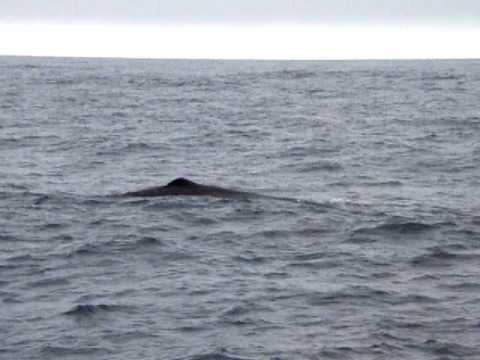 Nurkujący kaszalot (sperm whale, diving), Kaikoura, Nowa Zelandia
