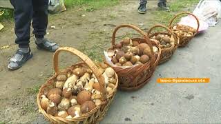 Грибной сезон 2018 на Прикарпатье: как собирать и цены