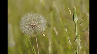 Metro Atlanta Pollen count spikes into the red zone