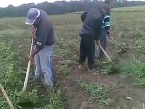 La averesti la prasit