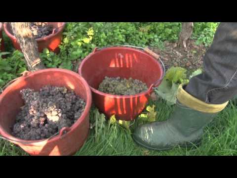 Weinlese in der Südpfalz - Trockenbeerenlese im Weingut Villa Hochdörfer