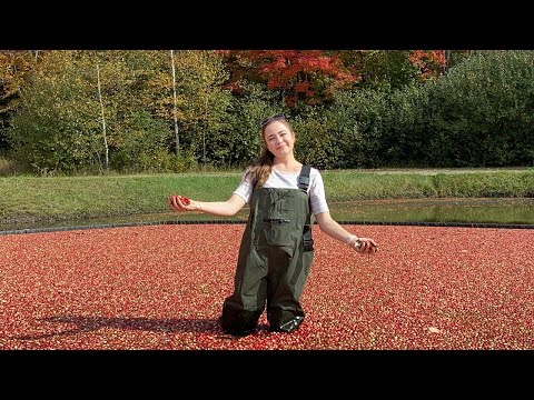 , title : 'Cranberry Harvest 2021 - Family Farming'