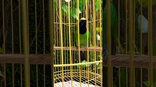 Download lagu Cucak cungkok sumatera indonesian #cungkok #cakijogacor  #cungkokgacor mp3