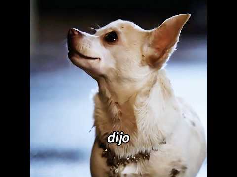 El cachorro noble en el ring de peleas caninas. #movie #shorts #pet