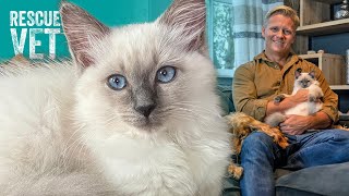 Abominably Cute! Meet Yeti, My New Rescue Kitten