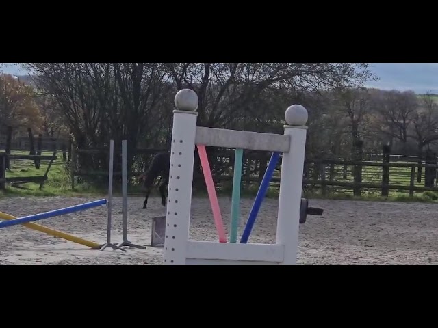 Hongre 4 ans plein papier AA