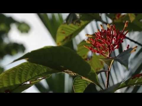 Costa Rica: Veterinary Experience — video 1