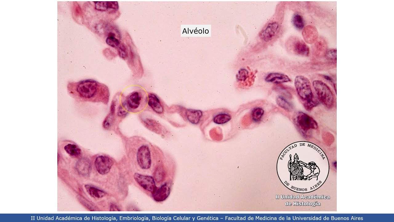 VIDEHISTO #32 | Aparato respiratorio - Pulmón