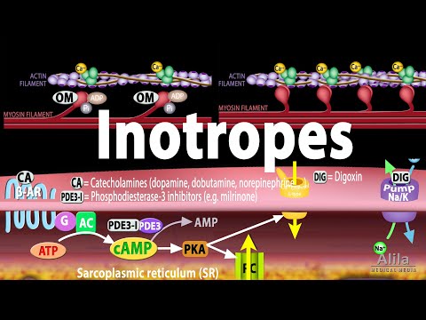 Atrial Septal Defect ASD Animation