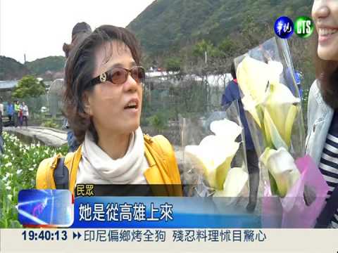 海芋季3/8登場 人潮擠上陽明山