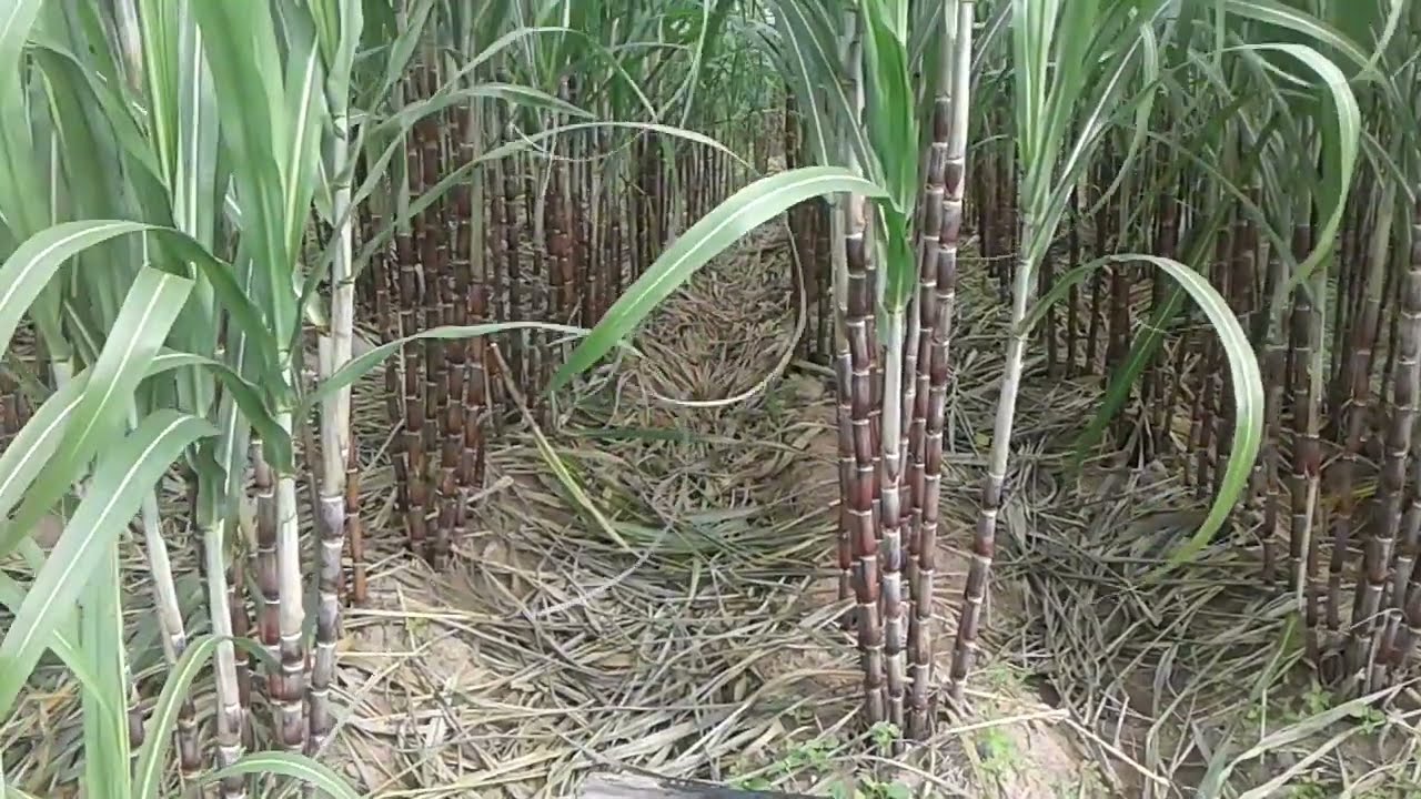 Natural of sugar cane - agriculture - sugar cane field