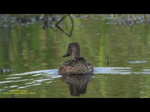 Blue-winged Teal Spatula discors na vode