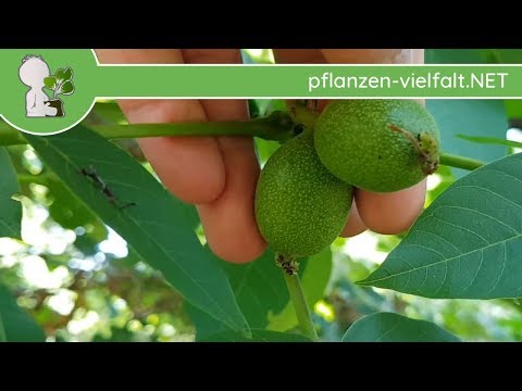 Krank Großvater Prostatitis Welche Folgen können nach einer Prostata-Strahlung sein