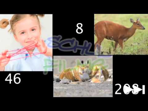 Film / Biologie: CHROMOSOMEN / Genetik - Grundlagen