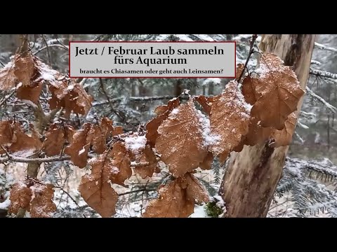 Laub im Aquarium - warum soll ich für Blätter bezahlen wenn: