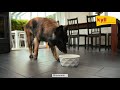 kyli Trockenfutter Sensi Daily Adult 20 kg