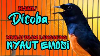 Download lagu pancingan murai batu GACOR ampuh JADIKAN murai MACET nyaut EMOSI❗❗ mp3 Download lagu pancingan murai batu GACOR ampuh JADIKAN murai MACET nyaut EMOSI❗❗ mp3