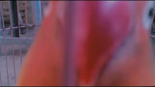 Download lagu CINEMATIC VIDIO || VIDIO AESTETIC || STATUS WA 30 DETIK AESTETIK || BURUNG LOVE BIRD mp3 Download lagu CINEMATIC VIDIO || VIDIO AESTETIC || STATUS WA 30 DETIK AESTETIK || BURUNG LOVE BIRD mp3