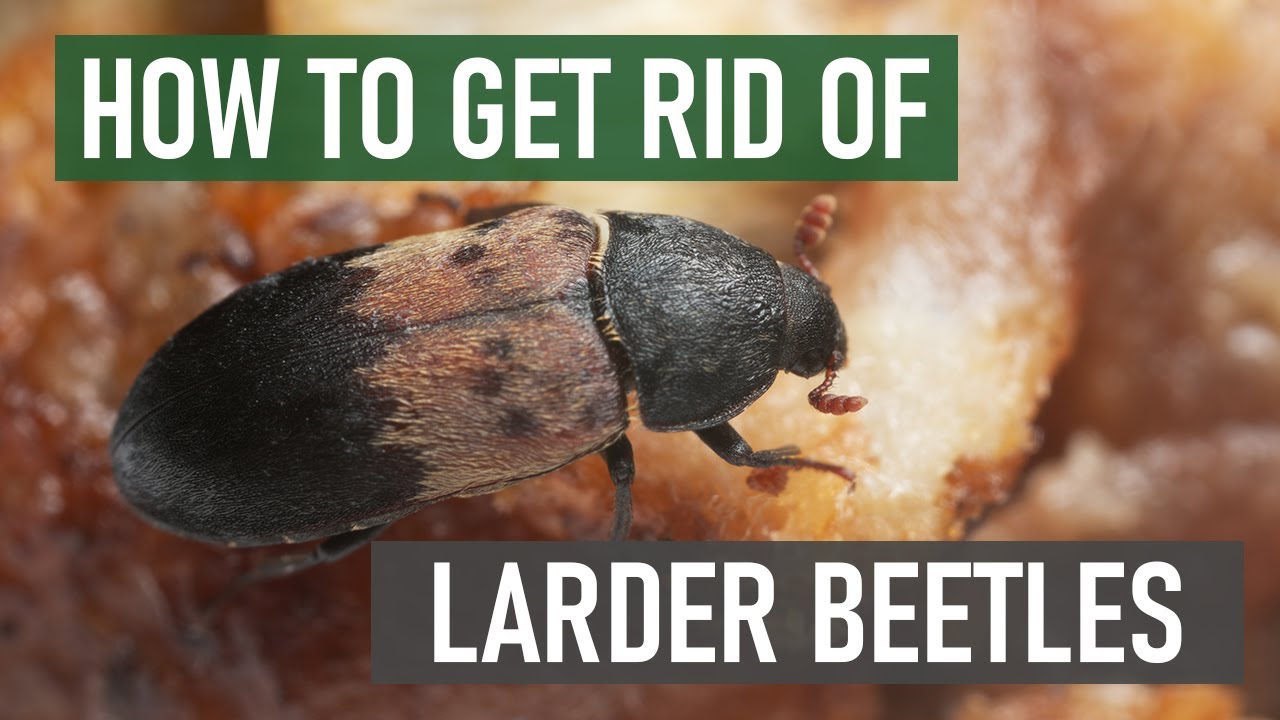 Larder Beetle Control How To Get Rid of Larder Beetles