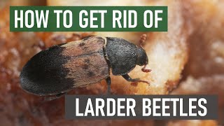 How to Get Rid of Larder Beetles (4 Easy Steps)