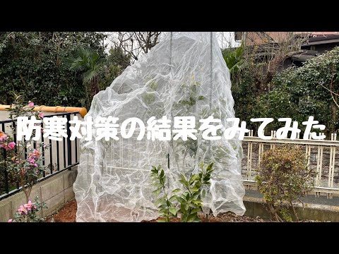 寒さに強い柑橘類をご存知ですか?知っておきたい丈夫な木ベスト3! 庭園